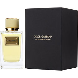 DOLCE & GABBANA VELVET MIMOSA BLOOM by Dolce & Gabbana